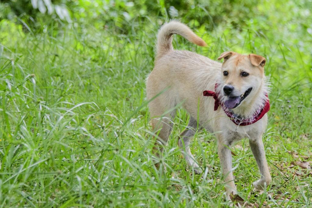 狗酒店負責人李小姐於今天刊登尋狗啟事,將酬金大幅提升至50萬元。(受訪者提供) 狗酒店負責人李小姐於今天刊登尋狗啟事,將酬金大幅提升至50萬元。(受訪者提供)