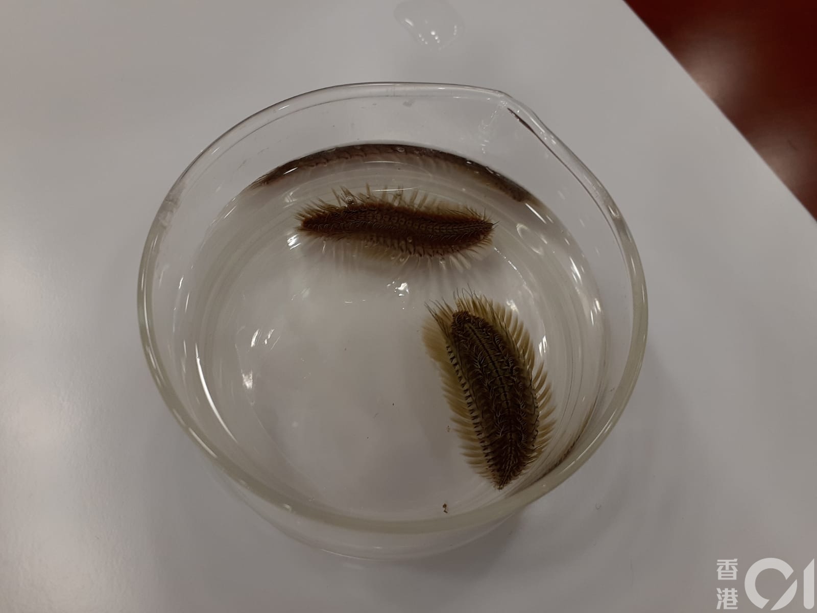 浸大生物學家發現本港海域海毛蟲新品種命名為 雙斑海毛蟲