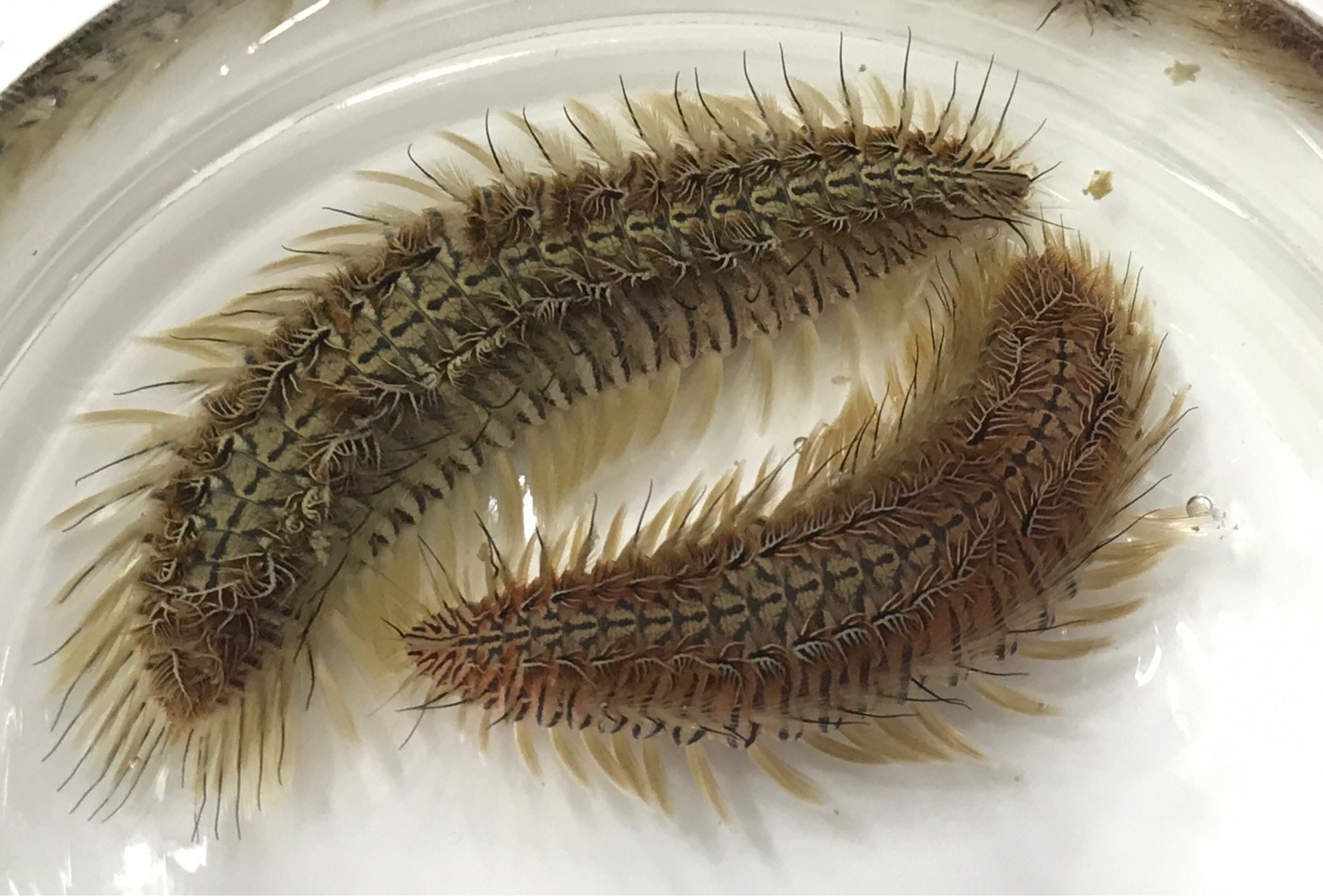 浸大生物學家發現本港海域海毛蟲新品種命名為 雙斑海毛蟲