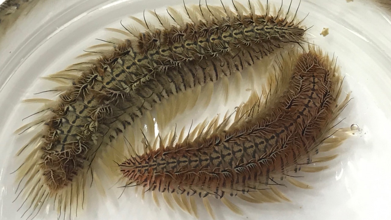 浸大生物學家發現本港海域海毛蟲新品種命名為 雙斑海毛蟲 浸大生物學家發現本港海域海毛蟲新品種命名為 雙斑海毛蟲