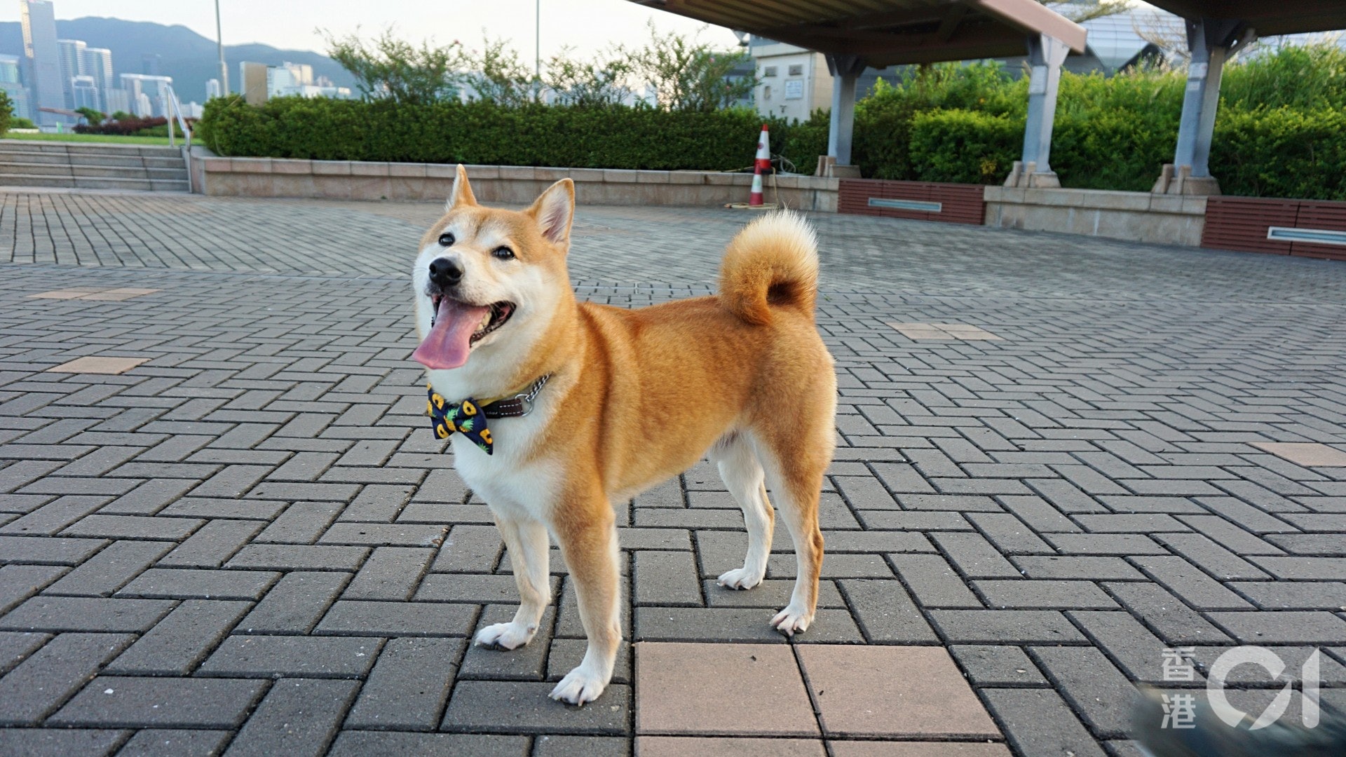 柴犬雞髀似乎也頗喜歡這公園。(何穎琪攝) 柴犬雞髀似乎也頗喜歡這公園。(何穎琪攝)