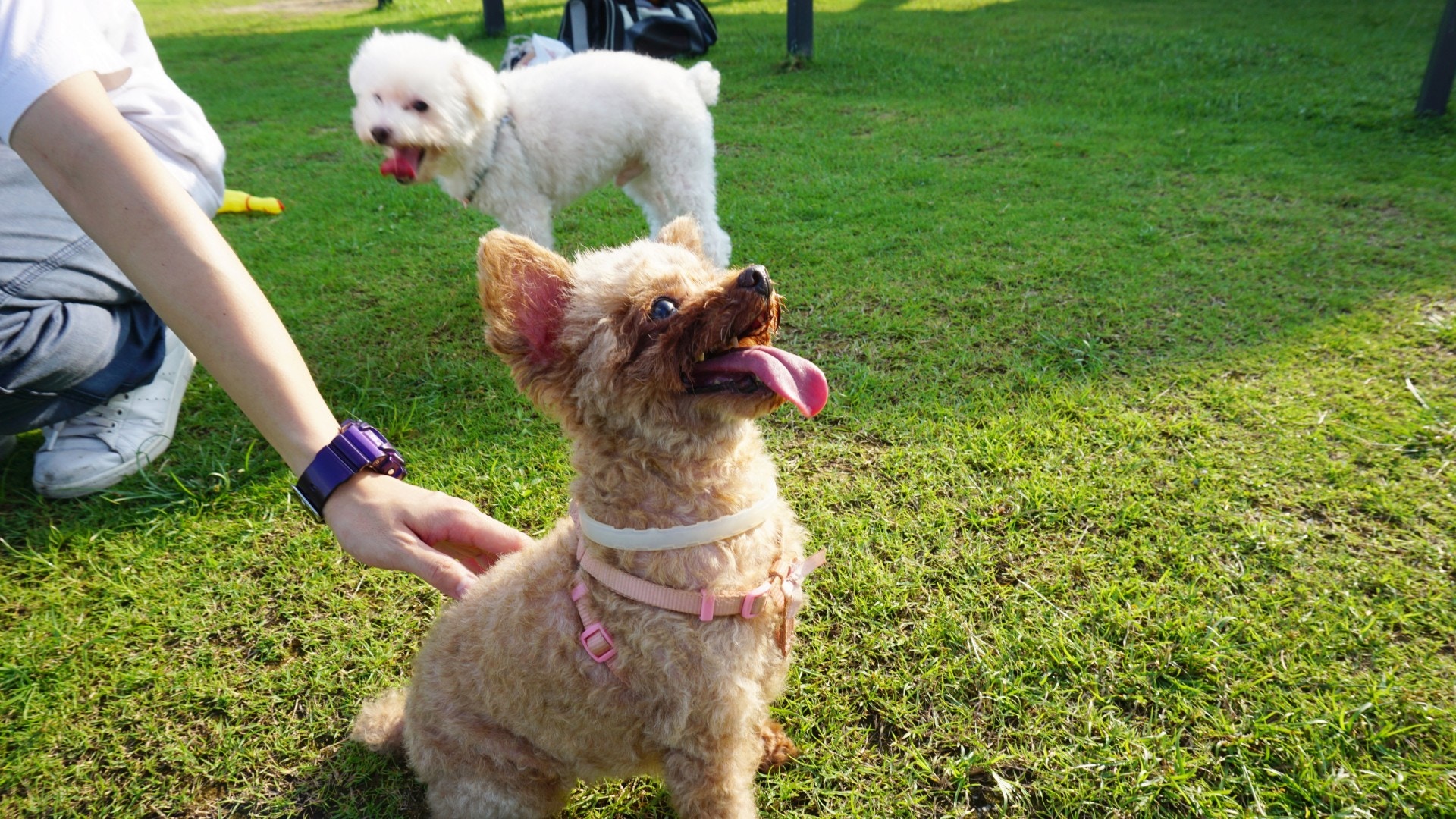徐先生曾數次帶愛犬Chokko及Gabbi到此遊玩。(何穎琪攝) 徐先生曾數次帶愛犬Chokko及Gabbi到此遊玩。(何穎琪攝)