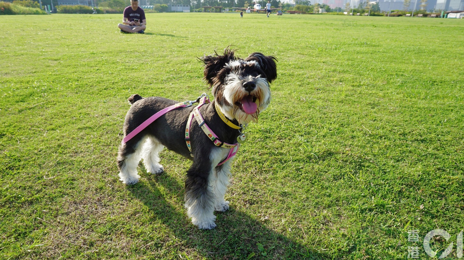 飼主劉小姐認為此公園的環境比附近其他公園好。（何穎琪攝）