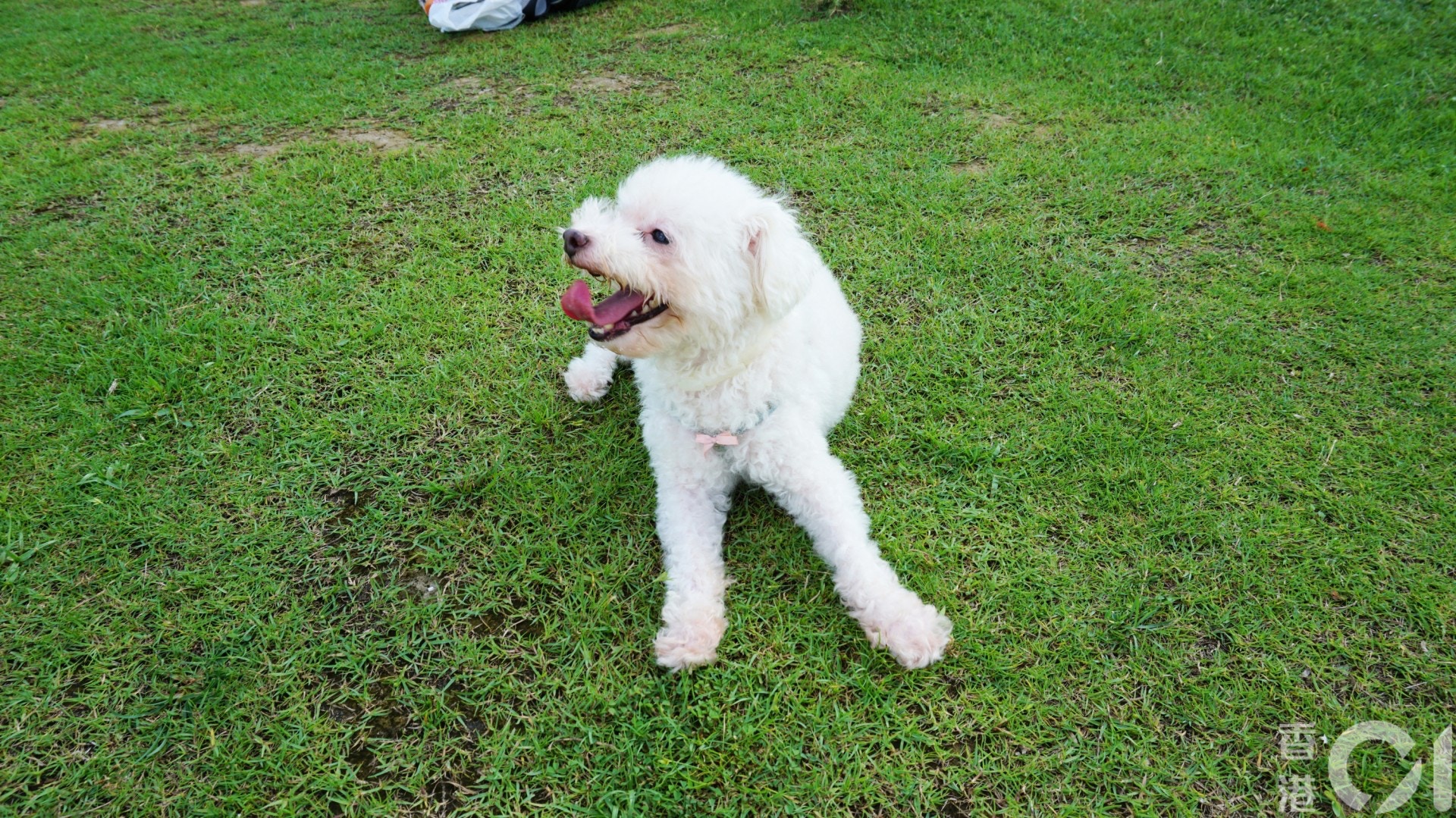 徐先生曾數次帶愛犬Chokko及Gabbi到此遊玩。（何穎琪攝）