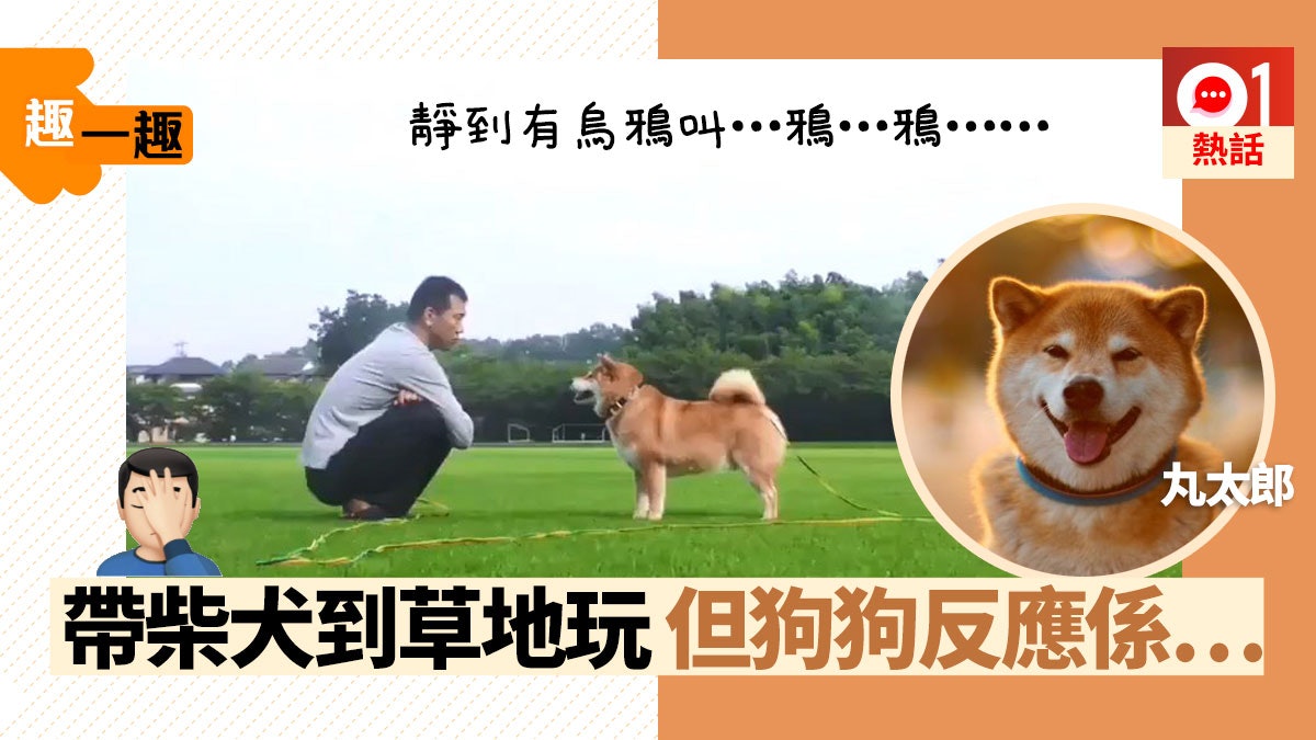 趣一趣 日主人與柴犬玩拋捧遊戲丸太郎冷淡反應爆笑又無奈 香港01 熱爆話題 趣一趣 日主人與柴犬玩拋捧遊戲丸太郎冷淡反應爆笑又無奈 香港01 熱爆話題