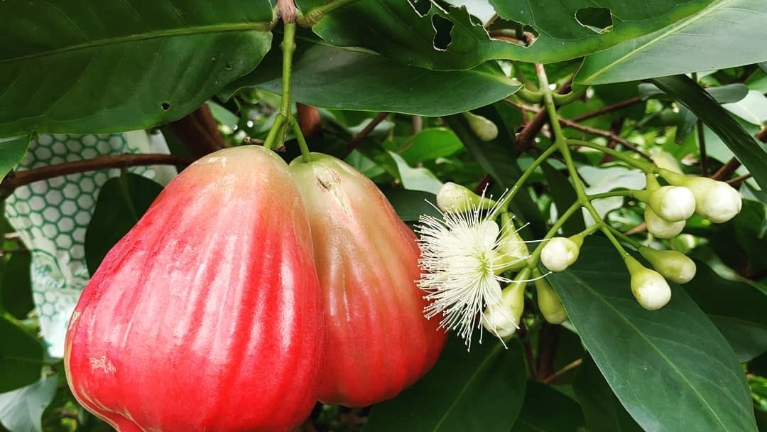 蓮霧營養 降血糖抗衰老4功效4月當造揀蓮霧4招睇色澤果臍開花 蓮霧營養 降血糖抗衰老4功效4月當造揀蓮霧4招睇色澤果臍開花