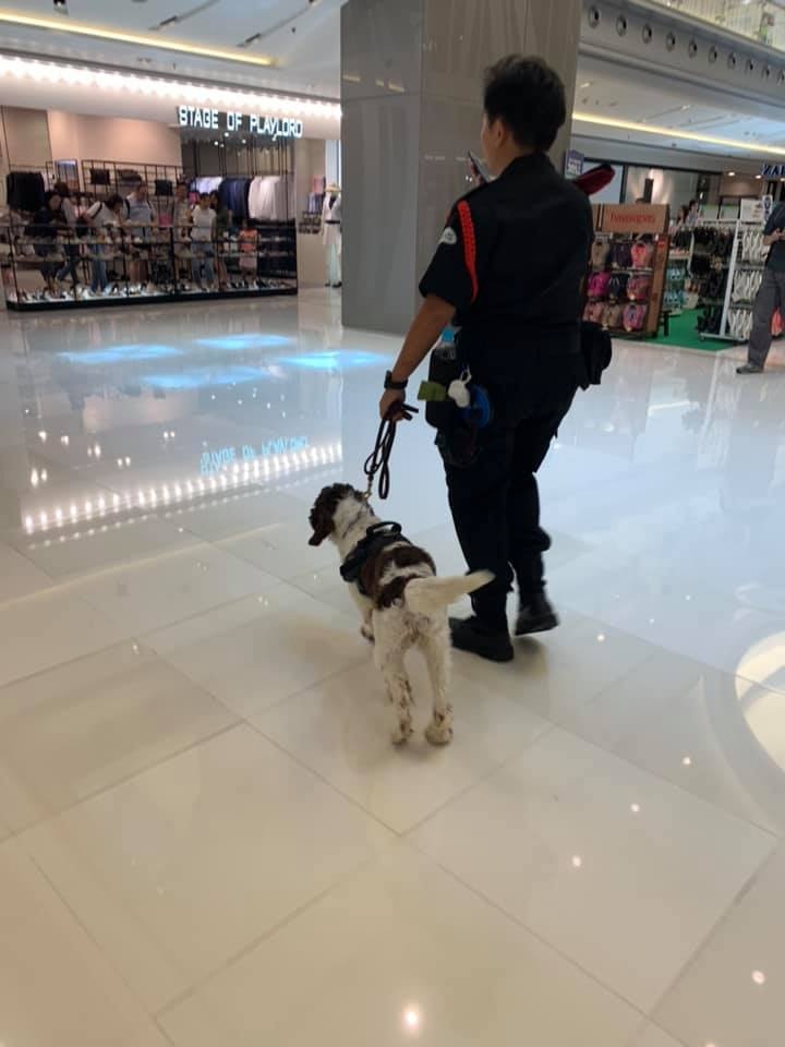 有網民留言指,日前在商場裡亦遇到保安員帶著狗狗,疑似受訓中。(facebook圖片:將軍澳主場) 有網民留言指,日前在商場裡亦遇到保安員帶著狗狗,疑似受訓中。(facebook圖片:將軍澳主場)