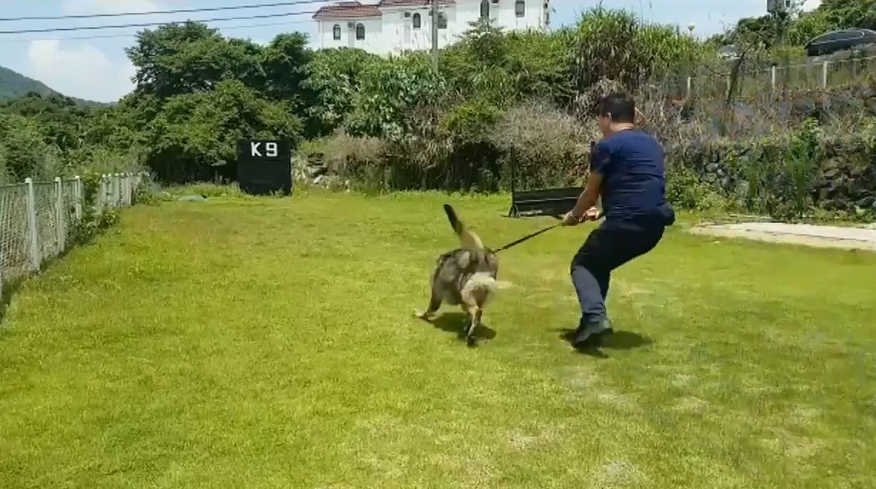 有市民在facebook上載數段本地犬隻訓練學校的訓練片段,當中訓練人員疑曾對狗隻使用電擊及粗暴扯頸的行為,做法惹爭議。(影片截圖) 有市民在facebook上載數段本地犬隻訓練學校的訓練片段,當中訓練人員疑曾對狗隻使用電擊及粗暴扯頸的行為,做法惹爭議。(影片截圖)