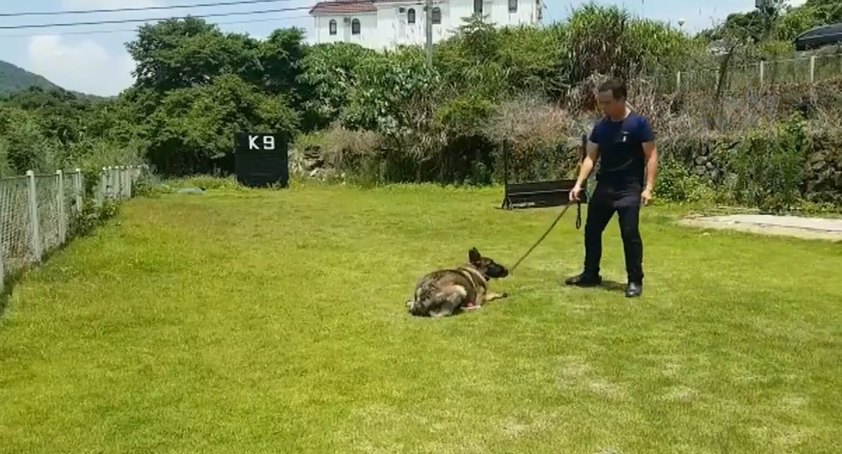 就相關片段及訓練手法,記者曾電郵涉事訓練機構查問,負責人稱,訓練員在拉扯制停狗狗時,有一定技巧。(影片截圖) 就相關片段及訓練手法,記者曾電郵涉事訓練機構查問,負責人稱,訓練員在拉扯制停狗狗時,有一定技巧。(影片截圖)