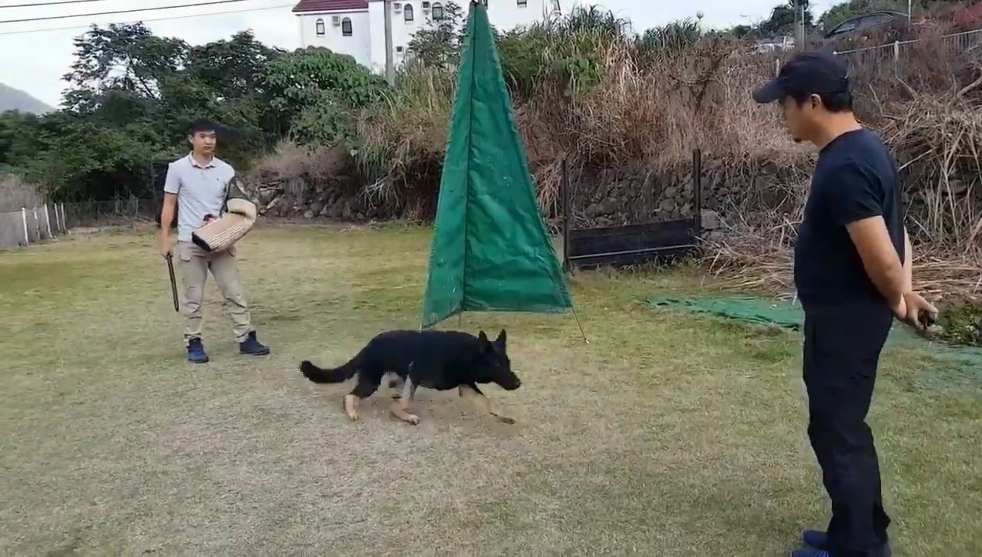 重申兩種訓練手法均絕對安全,對狗狗不構成任何傷害,並指訓練工作犬與訓練家犬的方法不同,訓練需要直接且嚴格。(影片截圖) 重申兩種訓練手法均絕對安全,對狗狗不構成任何傷害,並指訓練工作犬與訓練家犬的方法不同,訓練需要直接且嚴格。(影片截圖)