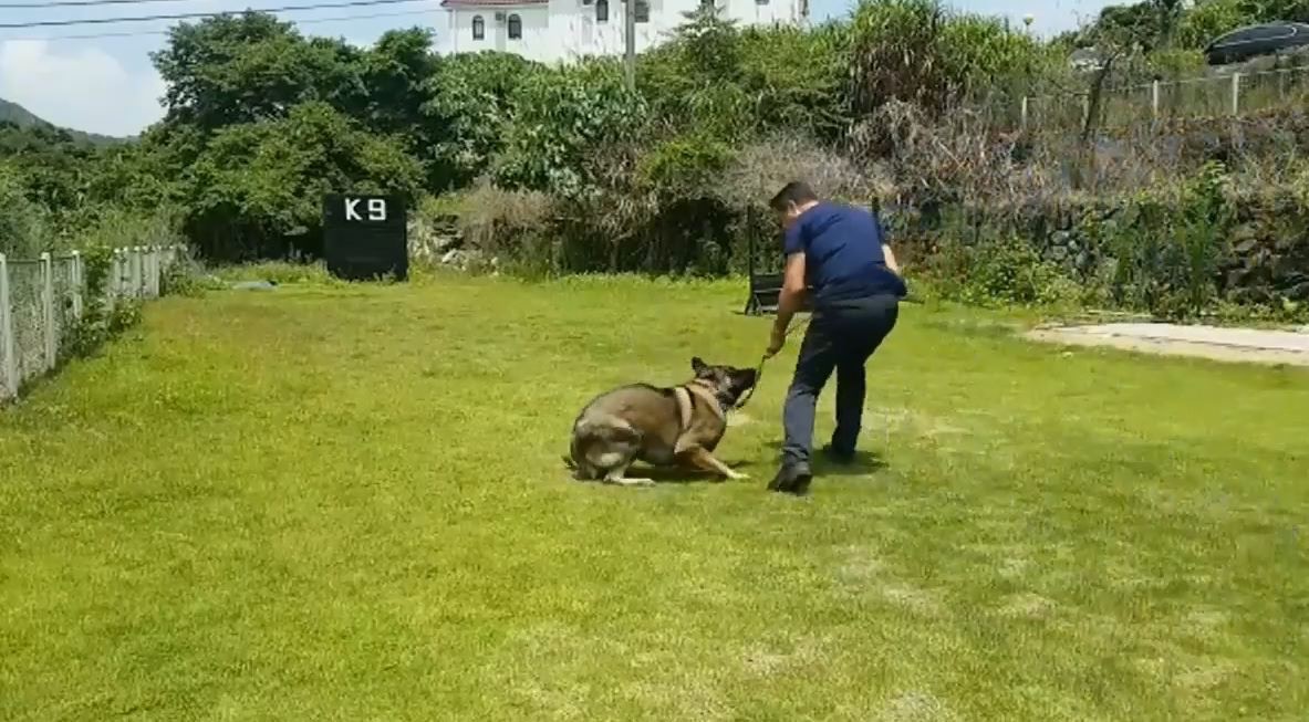 由上載片段可見,訓練員在指示狗狗向前行後,多次突然猛力拉扯狗繩,狗仔馬上停步伏地。(影片截圖) 由上載片段可見,訓練員在指示狗狗向前行後,多次突然猛力拉扯狗繩,狗仔馬上停步伏地。(影片截圖)