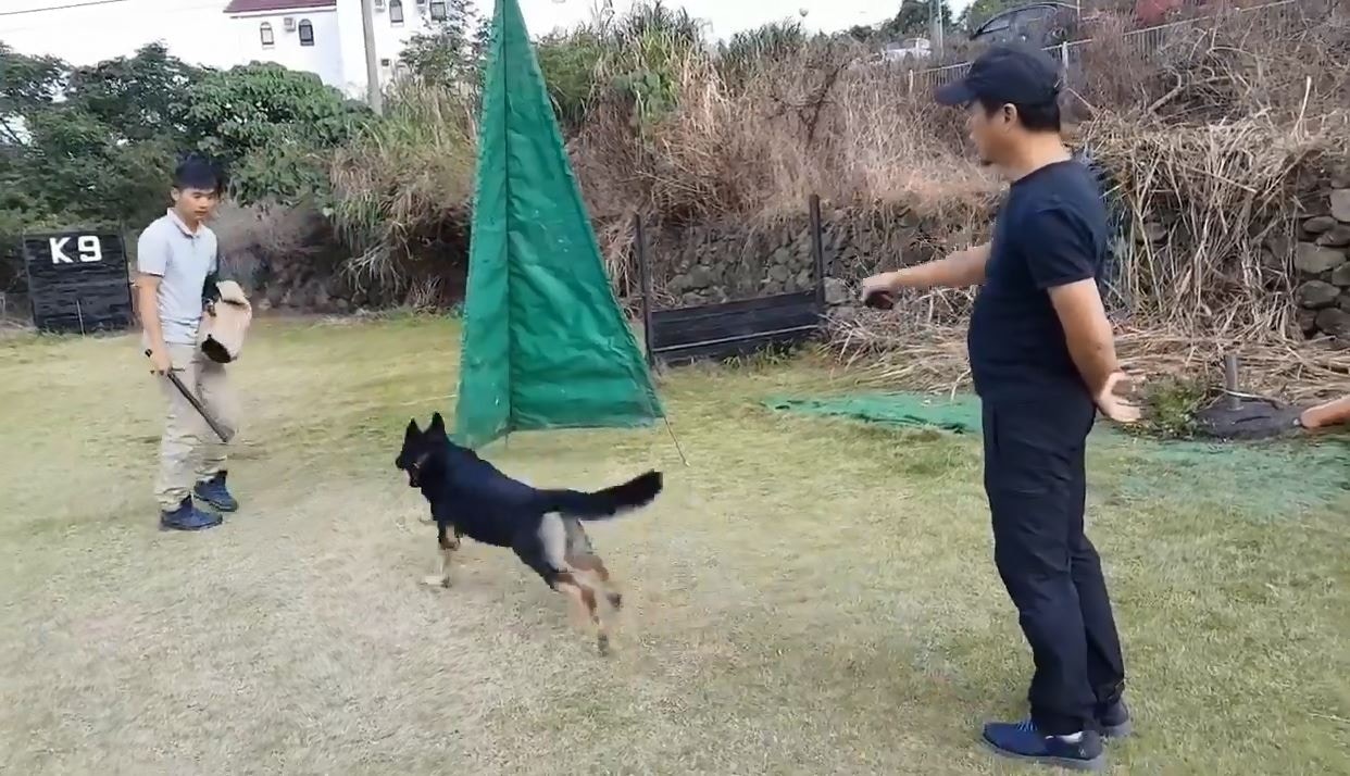 負責人稱,適當地使用電帶,不會對受訓犬隻造成傷害。(影片截圖) 負責人稱,適當地使用電帶,不會對受訓犬隻造成傷害。(影片截圖)