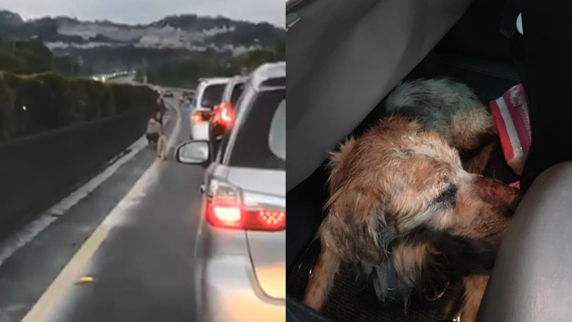 流浪狗亂竄公路 暖男拯救釀超長車龍 其他司機反應令人意想不到 流浪狗亂竄公路 暖男拯救釀超長車龍 其他司機反應令人意想不到