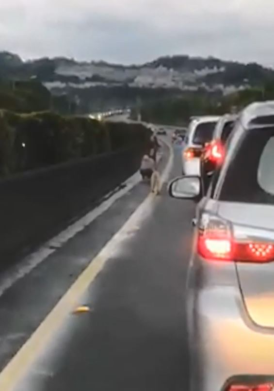 一名身穿白衣的長髮司機在公路中停車，嘗試救起走失的狗狗。（Facebook@爆料公社）
