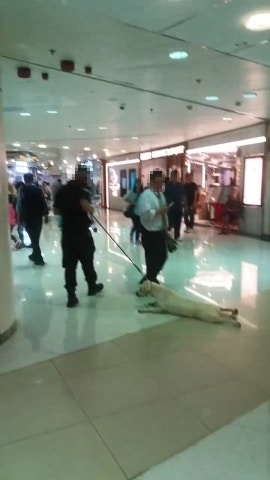 有網民昨日(9月2日)在facebook上載影片,片中疑似保安員的男子強行拉扯狗隻的頸繩,引起網民熱烈討論。(影片截圖) 有網民昨日(9月2日)在facebook上載影片,片中疑似保安員的男子強行拉扯狗隻的頸繩,引起網民熱烈討論。(影片截圖)