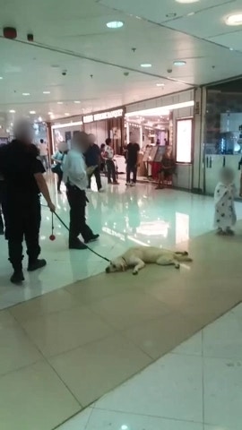 商場有疑似拉布拉多尋回犬趴在地上。(影片截圖) 商場有疑似拉布拉多尋回犬趴在地上。(影片截圖)