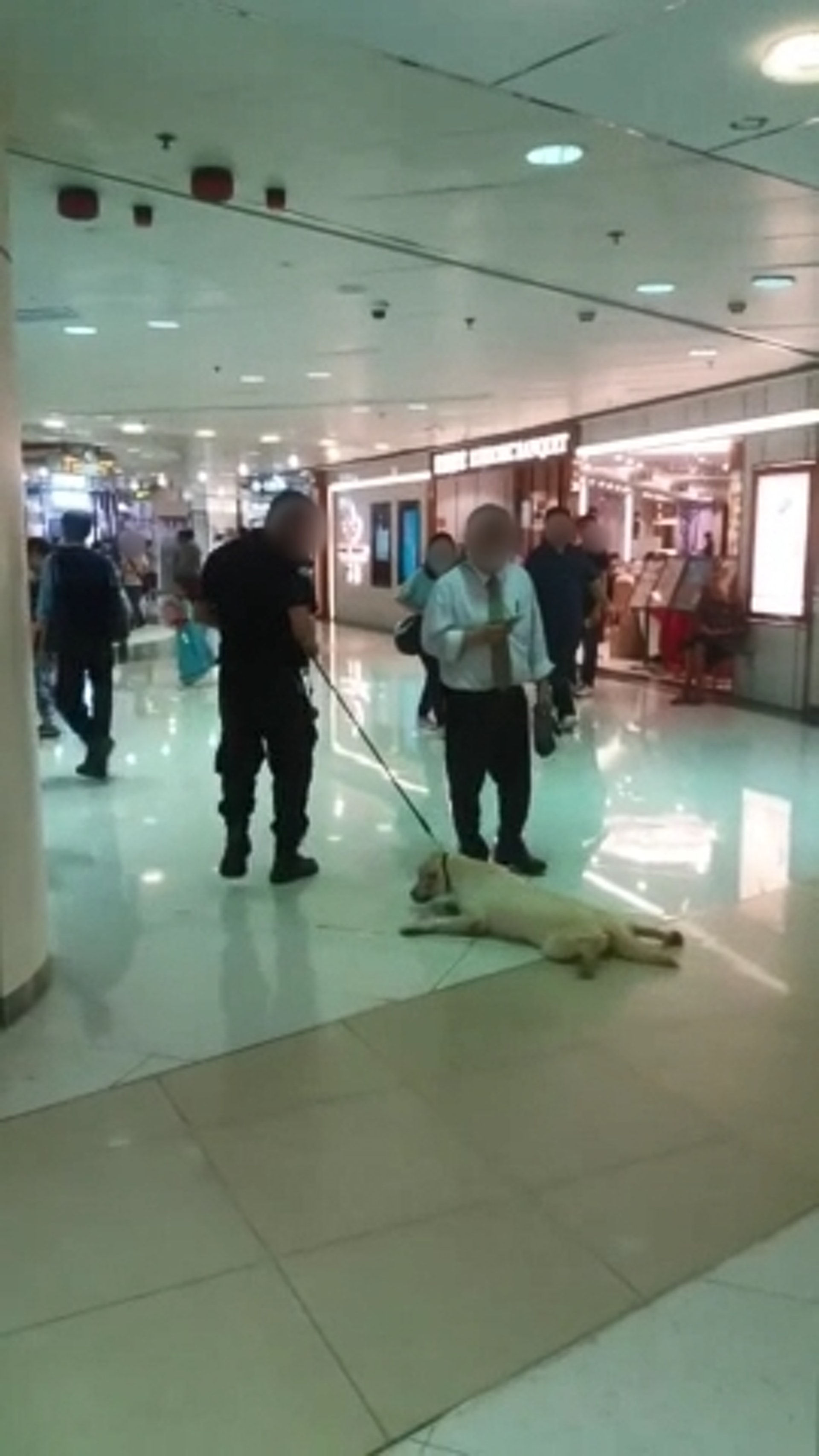 狗狗上半身一度被拉高至凌空。(影片截圖) 狗狗上半身一度被拉高至凌空。(影片截圖)