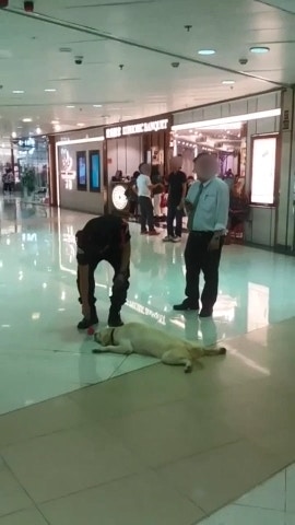 可惜狗狗並沒有理會。(影片截圖) 可惜狗狗並沒有理會。(影片截圖)