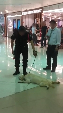 及後用玩具嘗試吸引牠起身。(影片截圖) 及後用玩具嘗試吸引牠起身。(影片截圖)