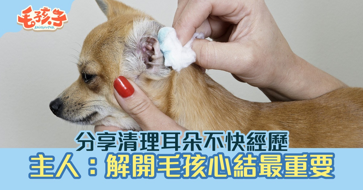 狗耳朵 分享毛孩清理耳朵不愉快經歷拆解發狂背後原因 香港01 寵物