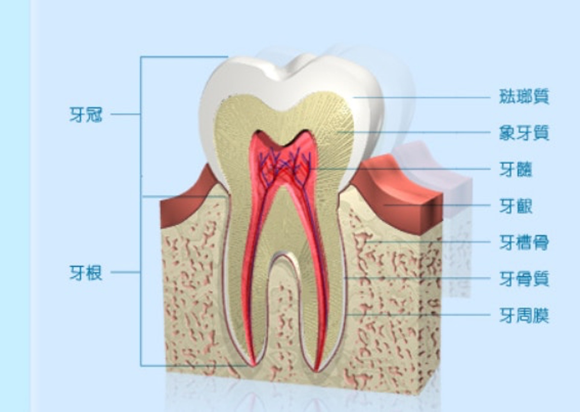 牙齒結構（衞生署口腔健康教育組網頁）