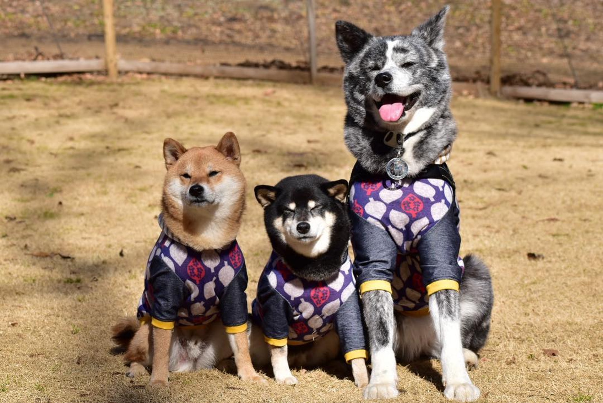 分辨秋田犬和柴犬的3種方法日本傻氣孖寶點樣分