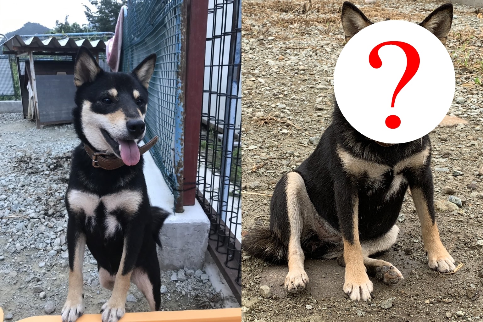 柴犬放風後臉腫3倍　對著狗主傻笑流口水　他卻不認得：是誰？