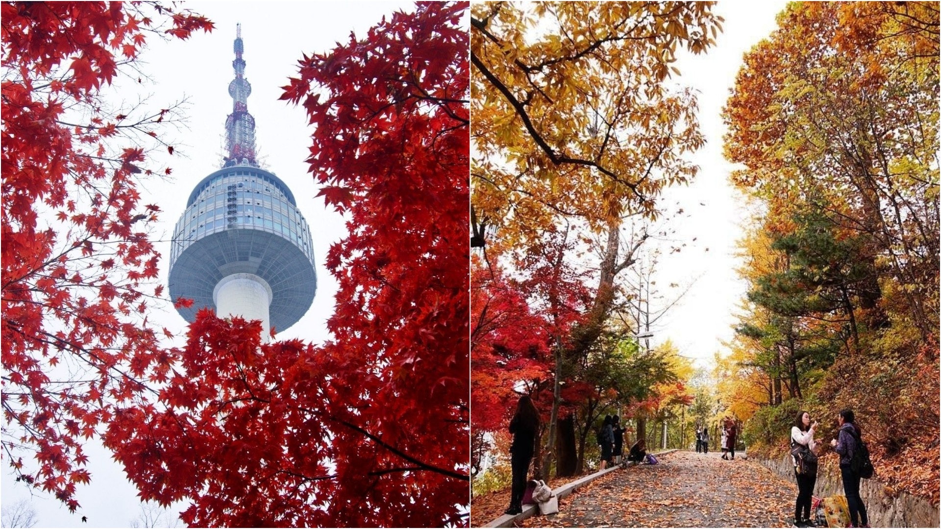 【韓國紅葉2019】首爾市區5大賞楓打卡熱點 南山公園不容錯過! 【韓國紅葉2019】首爾市區5大賞楓打卡熱點 南山公園不容錯過!