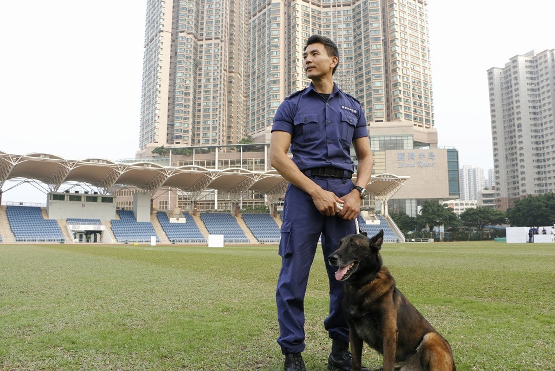 警犬 德國牧羊犬 瑪蓮萊犬外形相似分辨狗品種只看這點 警犬 德國牧羊犬 瑪蓮萊犬外形相似分辨狗品種只看這點