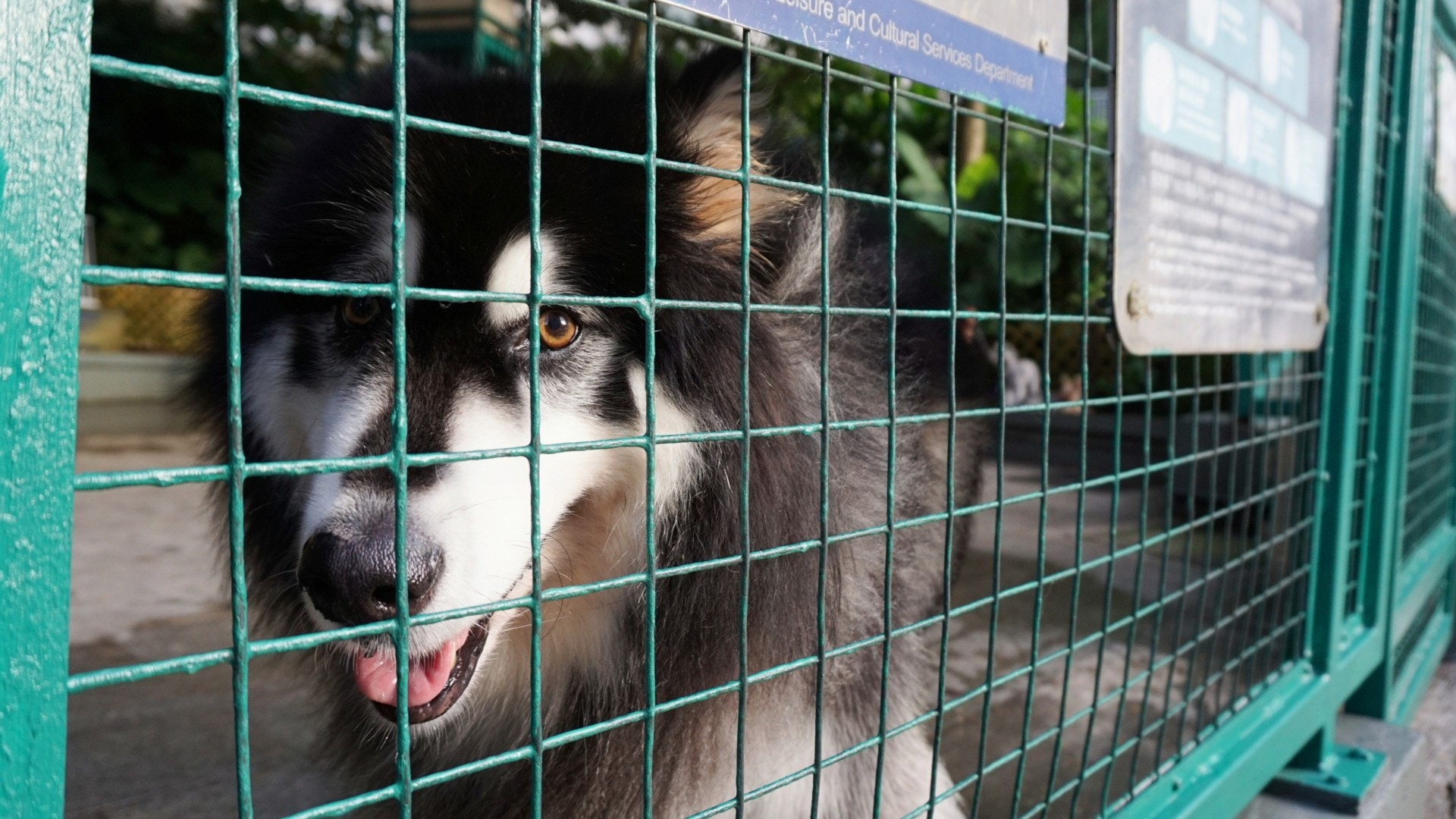 公園雖小,但仍有眾多寵主使用。(何穎琪攝) 公園雖小,但仍有眾多寵主使用。(何穎琪攝)