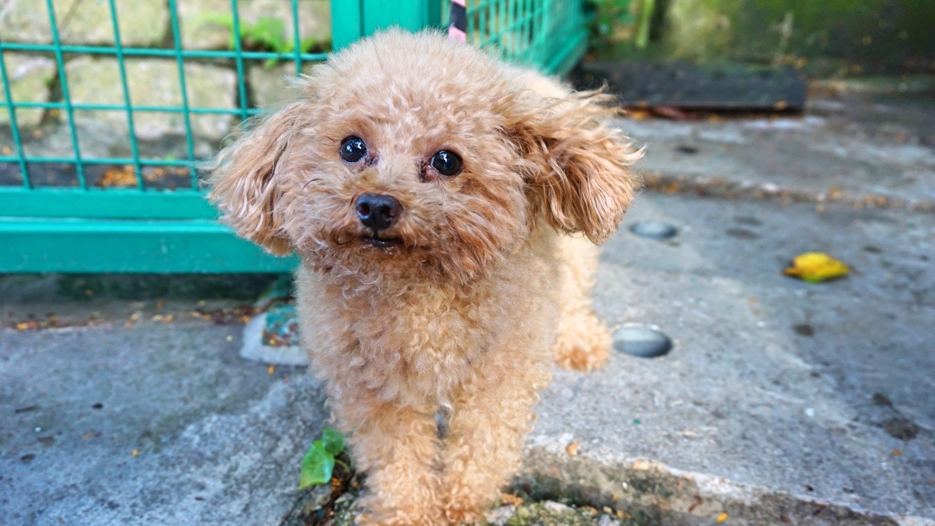 有負責放狗的外傭則表示公園空間足夠。(何穎琪攝) 有負責放狗的外傭則表示公園空間足夠。(何穎琪攝)