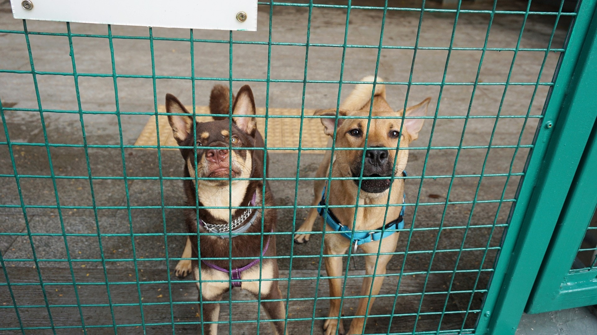 僅96平方米大的公園同時容納了近10隻狗。(何穎琪攝) 僅96平方米大的公園同時容納了近10隻狗。(何穎琪攝)