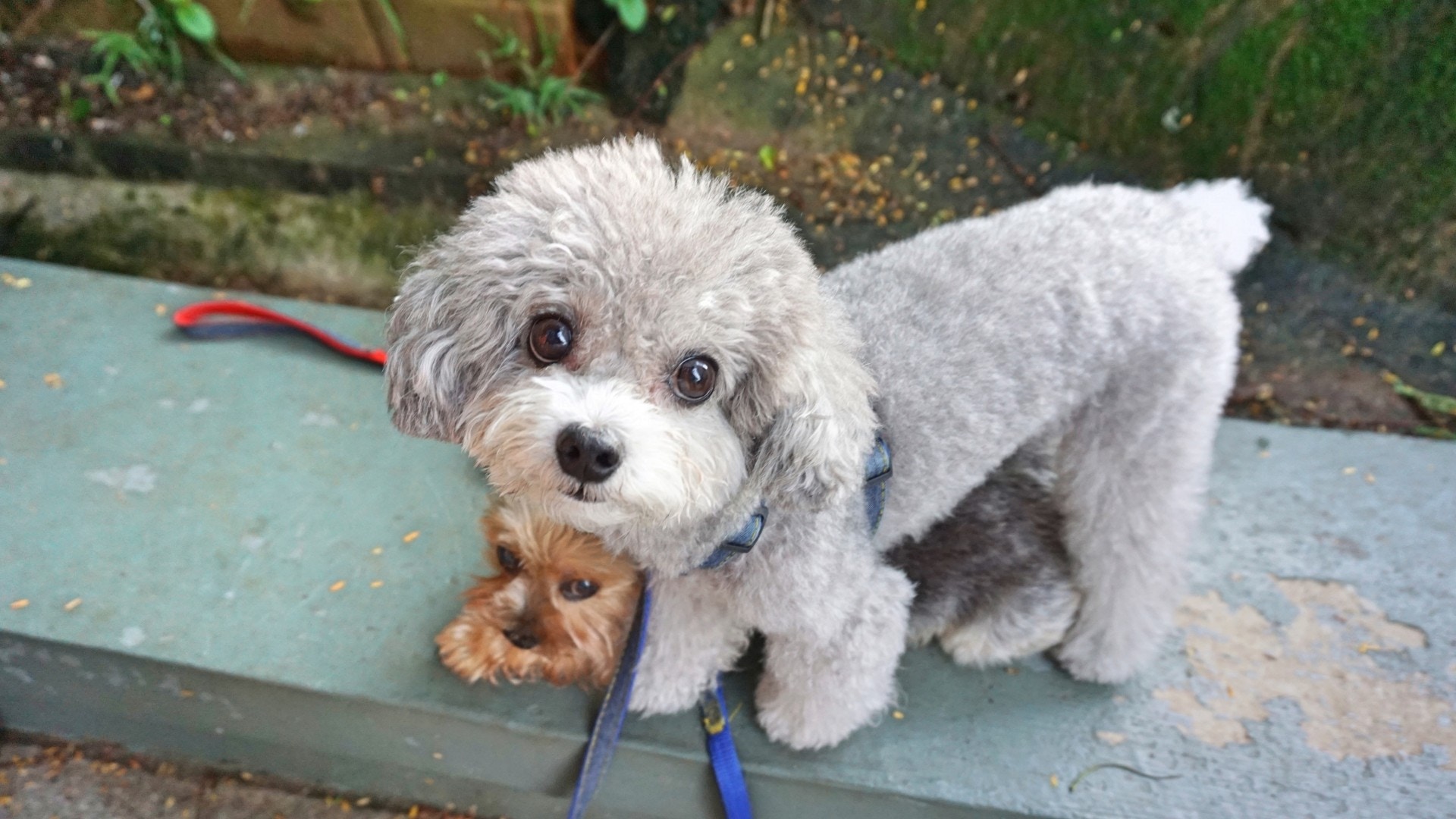 下午4至5時是放狗的高峰時間,公園擠滿狗狗,顯得有點狹窄。(何穎琪攝) 下午4至5時是放狗的高峰時間,公園擠滿狗狗,顯得有點狹窄。(何穎琪攝)