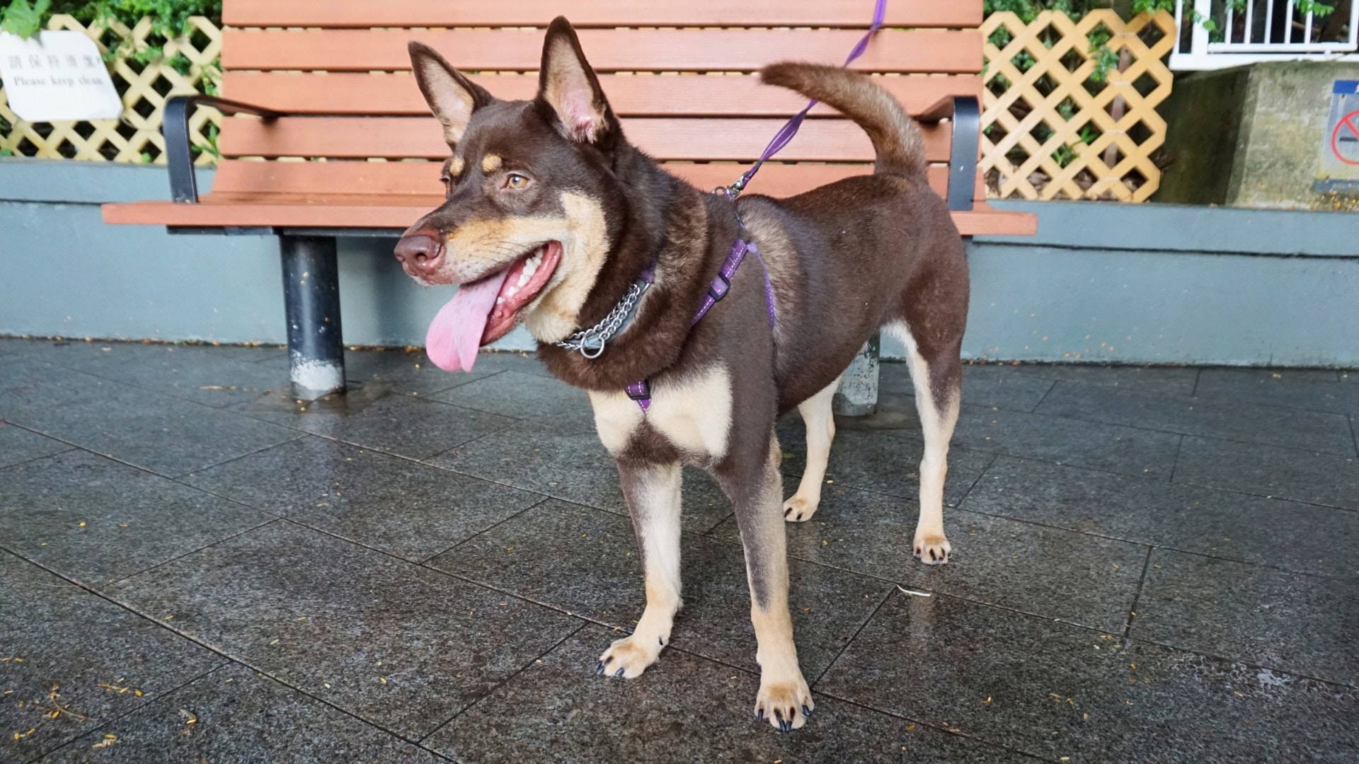 空間雖小,但狗狗們仍玩得不以樂乎。(何穎琪攝) 空間雖小,但狗狗們仍玩得不以樂乎。(何穎琪攝)