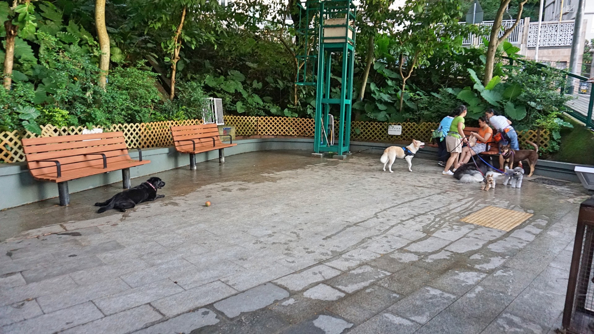 在4張長椅中只得一張有瓦遮頭,寵主如碰上過雲雨或會非常狼狽。(何穎琪攝) 在4張長椅中只得一張有瓦遮頭,寵主如碰上過雲雨或會非常狼狽。(何穎琪攝)