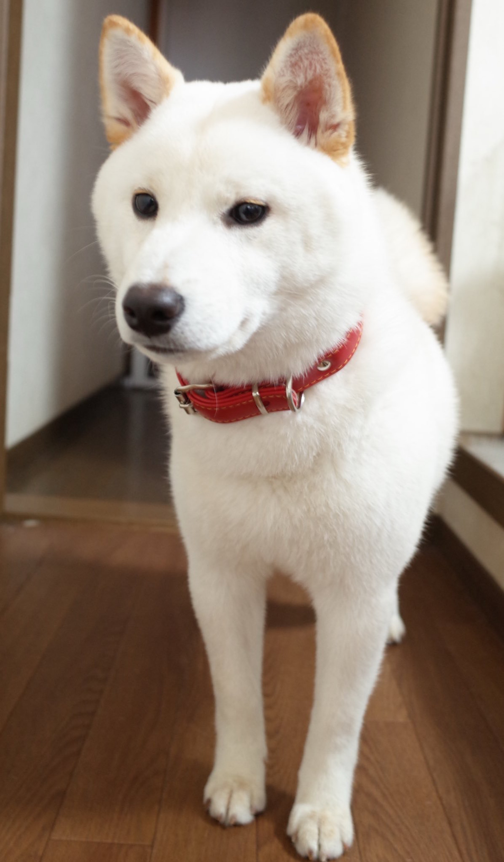 柴犬施展逃脫神技帥氣臉容瞬間扭曲網民 確定是同一隻狗 香港01 寵物 柴犬施展逃脫神技帥氣臉容瞬間扭曲網民 確定是同一隻狗 香港01 寵物
