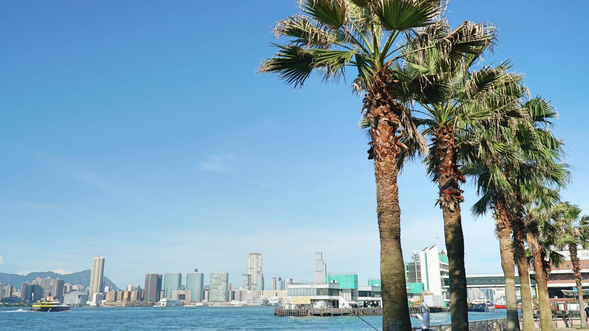 長廊上種滿棕櫚樹。(何穎琪攝) 長廊上種滿棕櫚樹。(何穎琪攝)