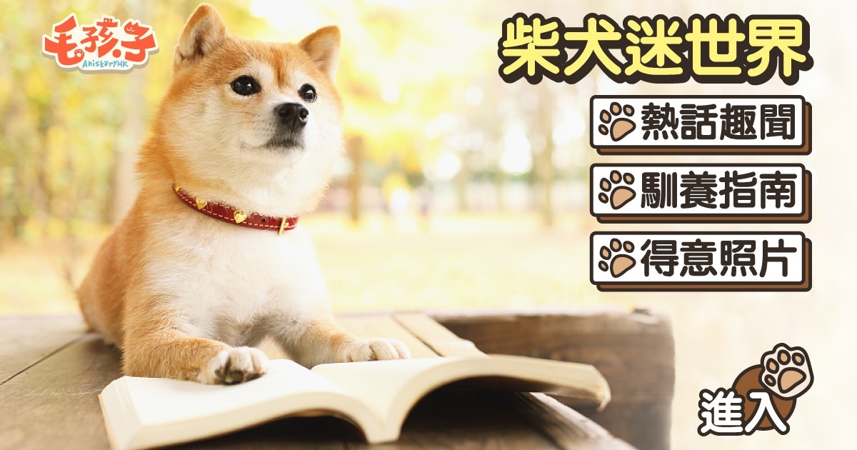 柴犬領養】新手適合養柴犬嗎？ 領養前先了解柴犬的7個特質