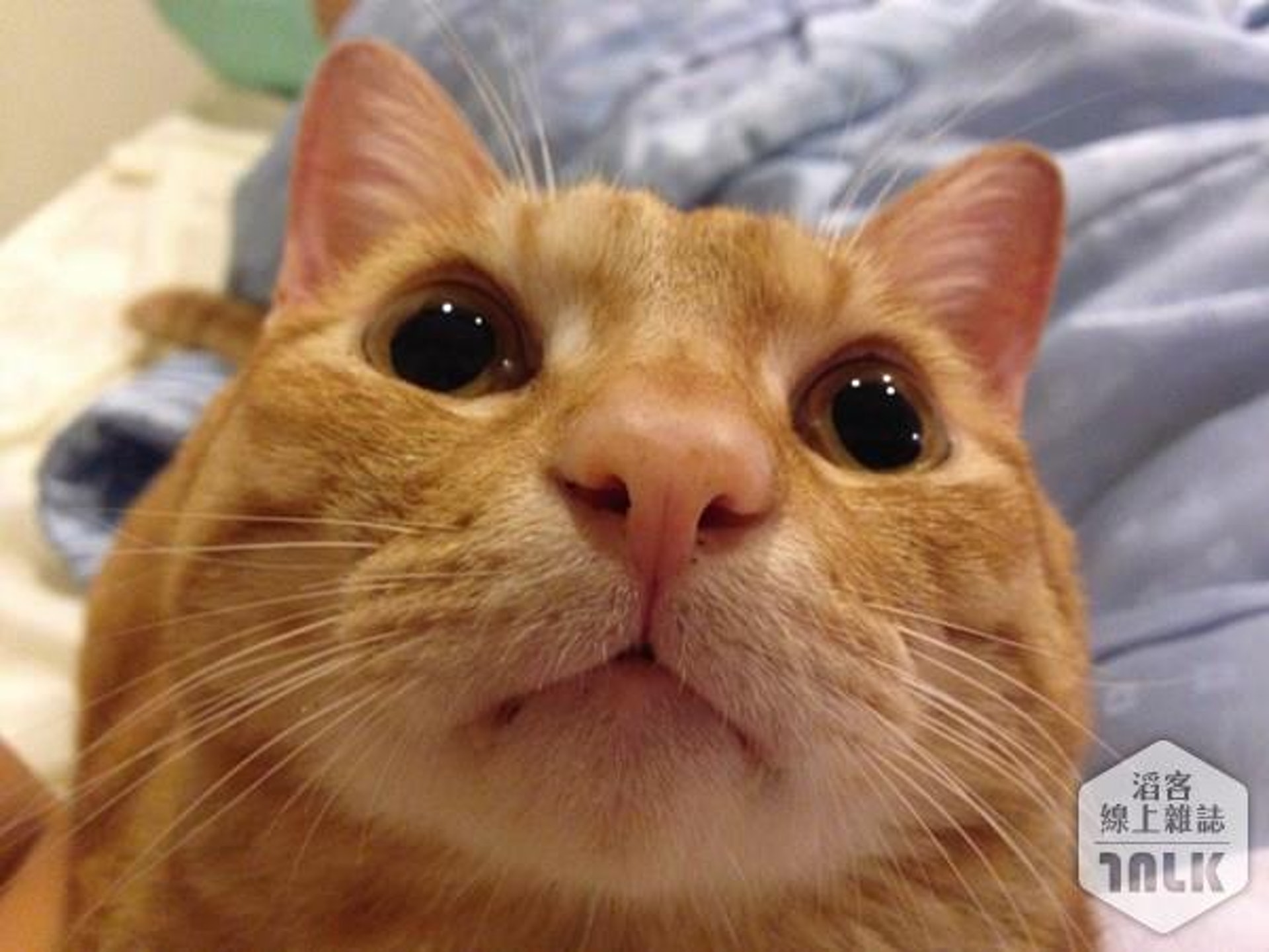 貓鼻子8個你不知道的功能鼻碰鼻是在互相打招呼 貓鼻子8個你不知道的功能鼻碰鼻是在互相打招呼