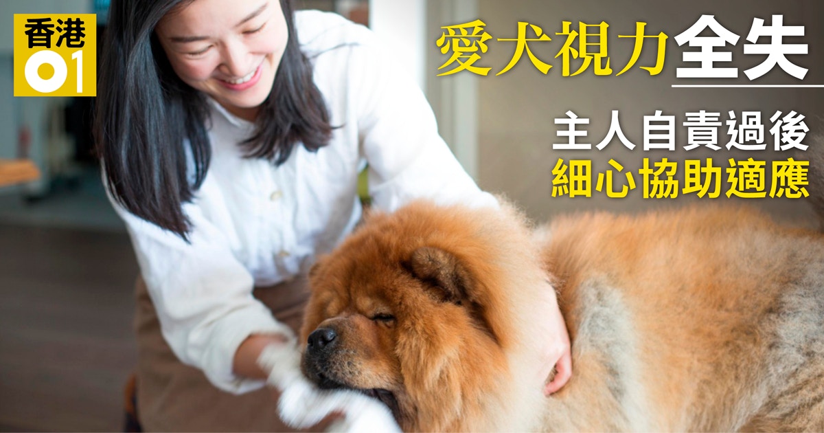 人寵故事 青光眼致完全失明鬆獅犬如何重新適應生活