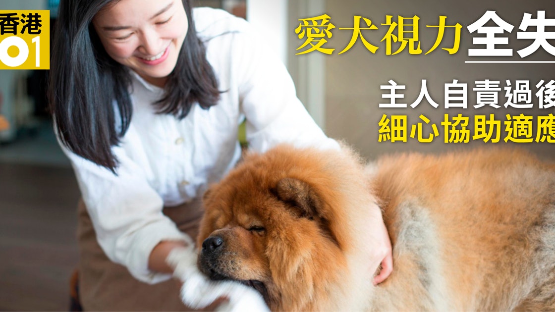 人寵故事 青光眼致完全失明鬆獅犬如何重新適應生活 香港01 寵物