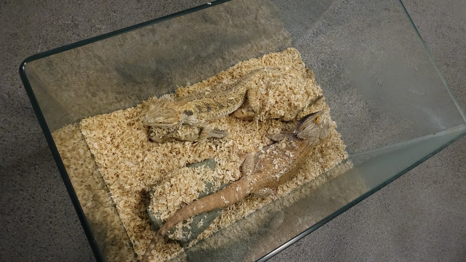 鬃獅蜥疑遭遺棄街頭 專家:飼養前應了解動物需要及習性 鬃獅蜥疑遭遺棄街頭 專家:飼養前應了解動物需要及習性