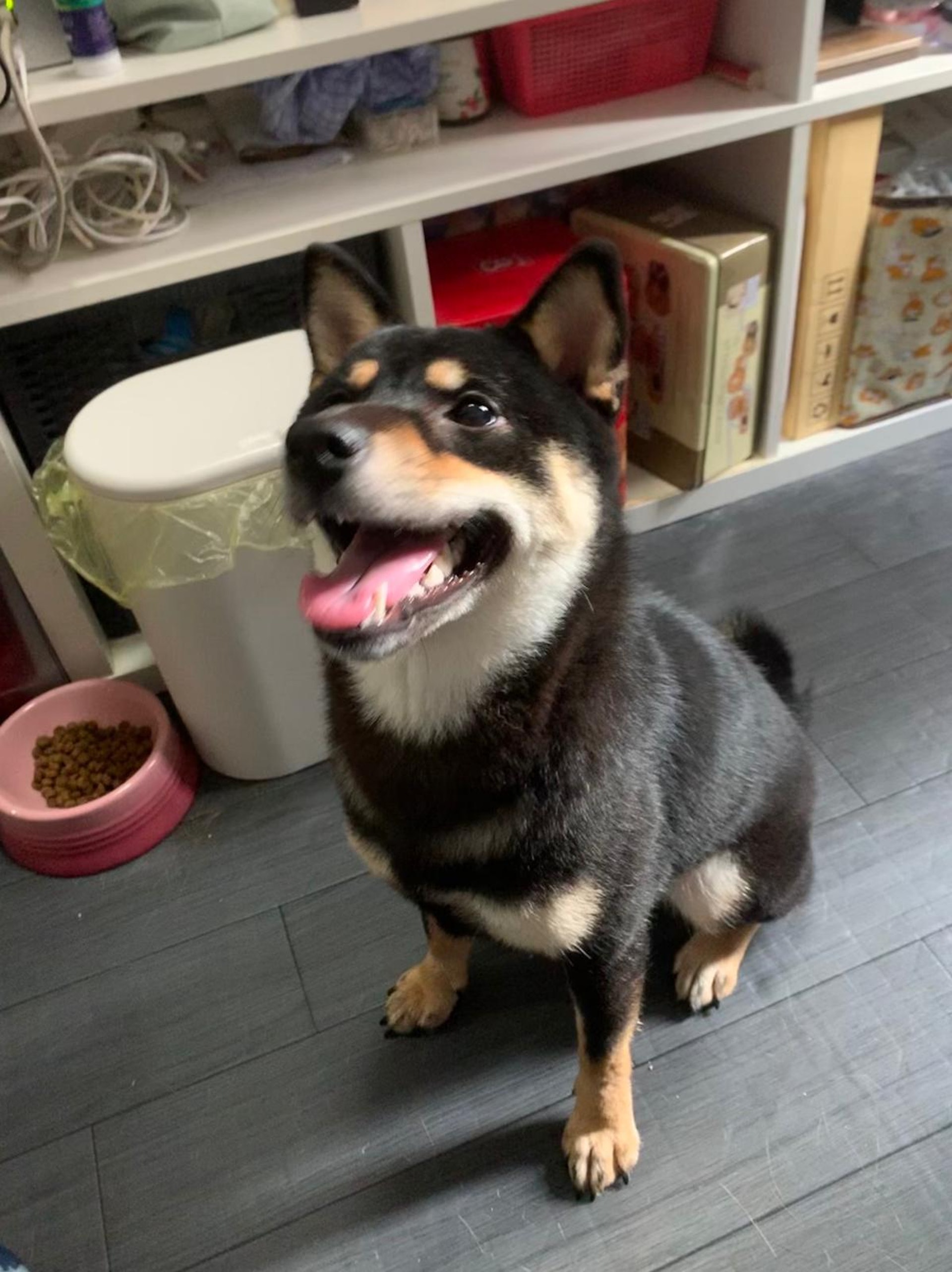 黑柴Hajimei於9月16日住所被爆竊後,不知所終。(受訪者提供) 黑柴Hajimei於9月16日住所被爆竊後,不知所終。(受訪者提供)