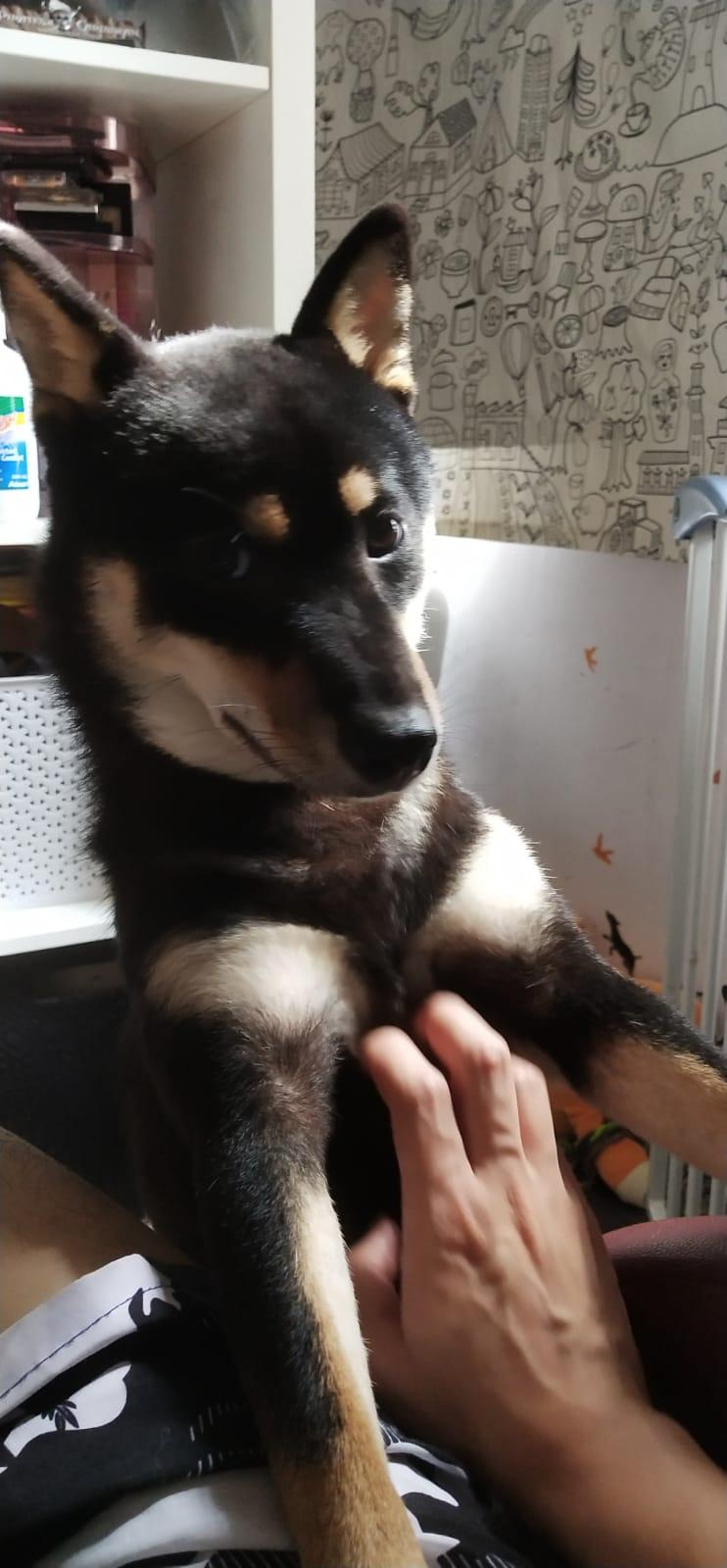 Hajimei警覺性高,經常會對著陌生人大聲吠叫。(受訪者提供) Hajimei警覺性高,經常會對著陌生人大聲吠叫。(受訪者提供)