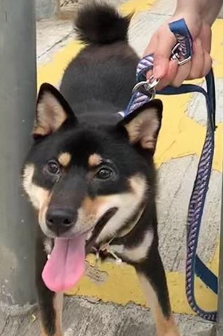 「當晚我哋搵到2、3點。」嚴小姐連日放工都在住處附近尋找Hajimei,搜尋地點包括中環、堅尼地城、香港大學一帶,可惜從未遇到牠的身影。(受訪者提供) 「當晚我哋搵到2、3點。」嚴小姐連日放工都在住處附近尋找Hajimei,搜尋地點包括中環、堅尼地城、香港大學一帶,可惜從未遇到牠的身影。(受訪者提供)