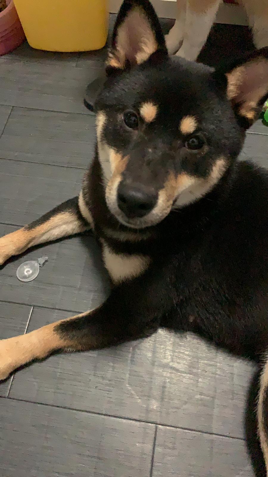 她懷疑賊人偷竊時,Hajimei曾對他吠叫,對方怕事敗於是把牠放走。(受訪者提供) 她懷疑賊人偷竊時,Hajimei曾對他吠叫,對方怕事敗於是把牠放走。(受訪者提供)