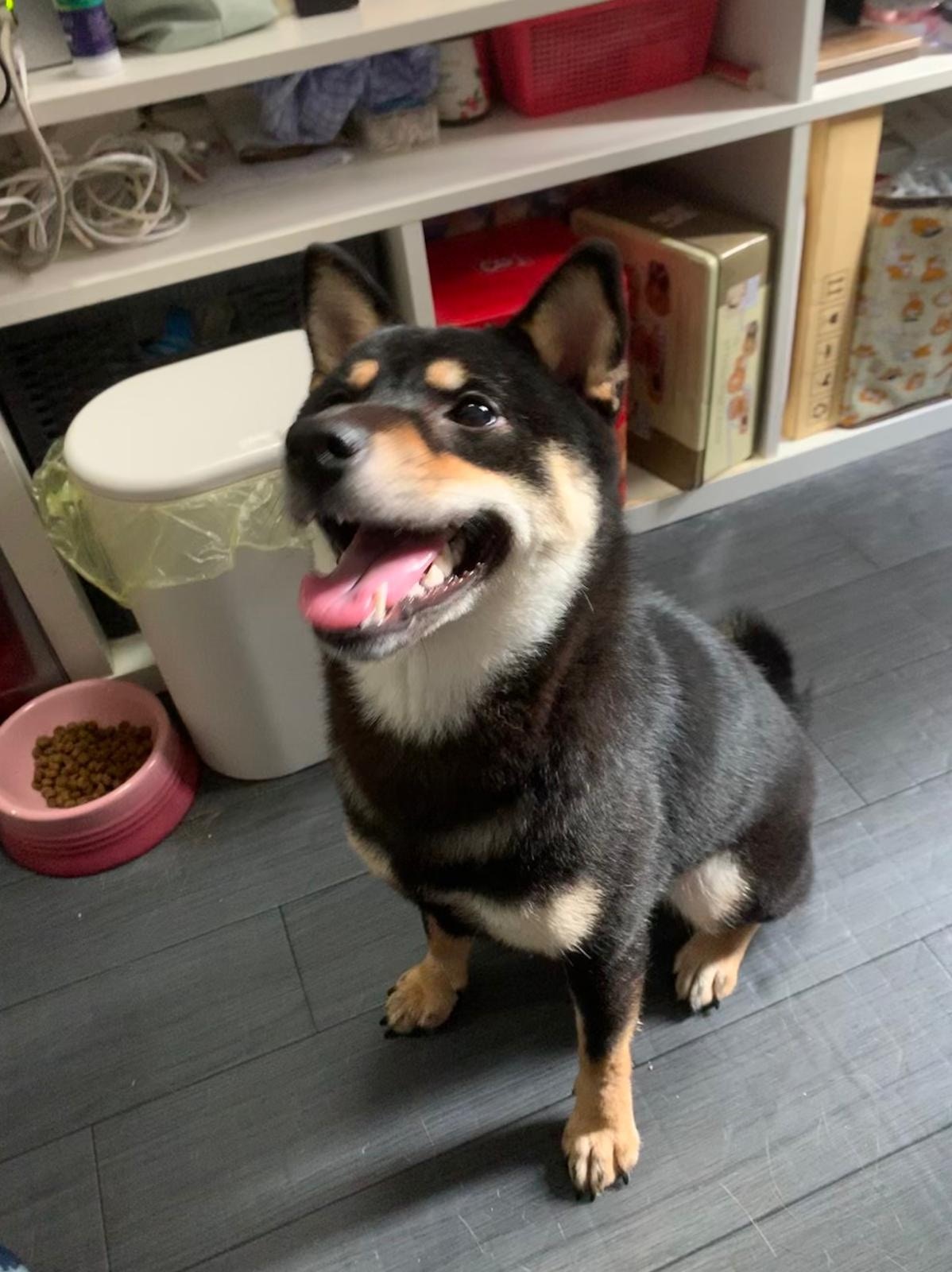 愛犬Hajimei的狗籠打開,狗狗不知所蹤。(受訪者提供) 愛犬Hajimei的狗籠打開,狗狗不知所蹤。(受訪者提供)