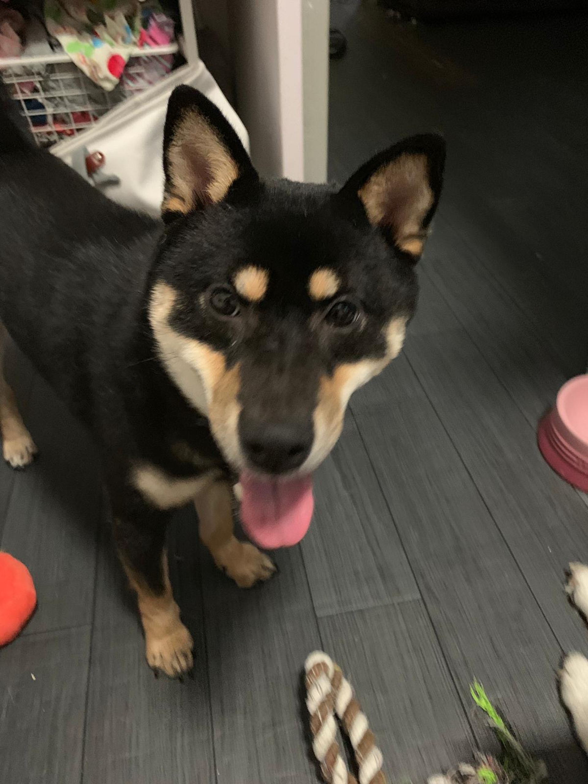 賊人亦有機會看到Hajimei是名種狗,覺得有利可圖,順道把牠偷走賣往狗場。(受訪者提供) 賊人亦有機會看到Hajimei是名種狗,覺得有利可圖,順道把牠偷走賣往狗場。(受訪者提供)