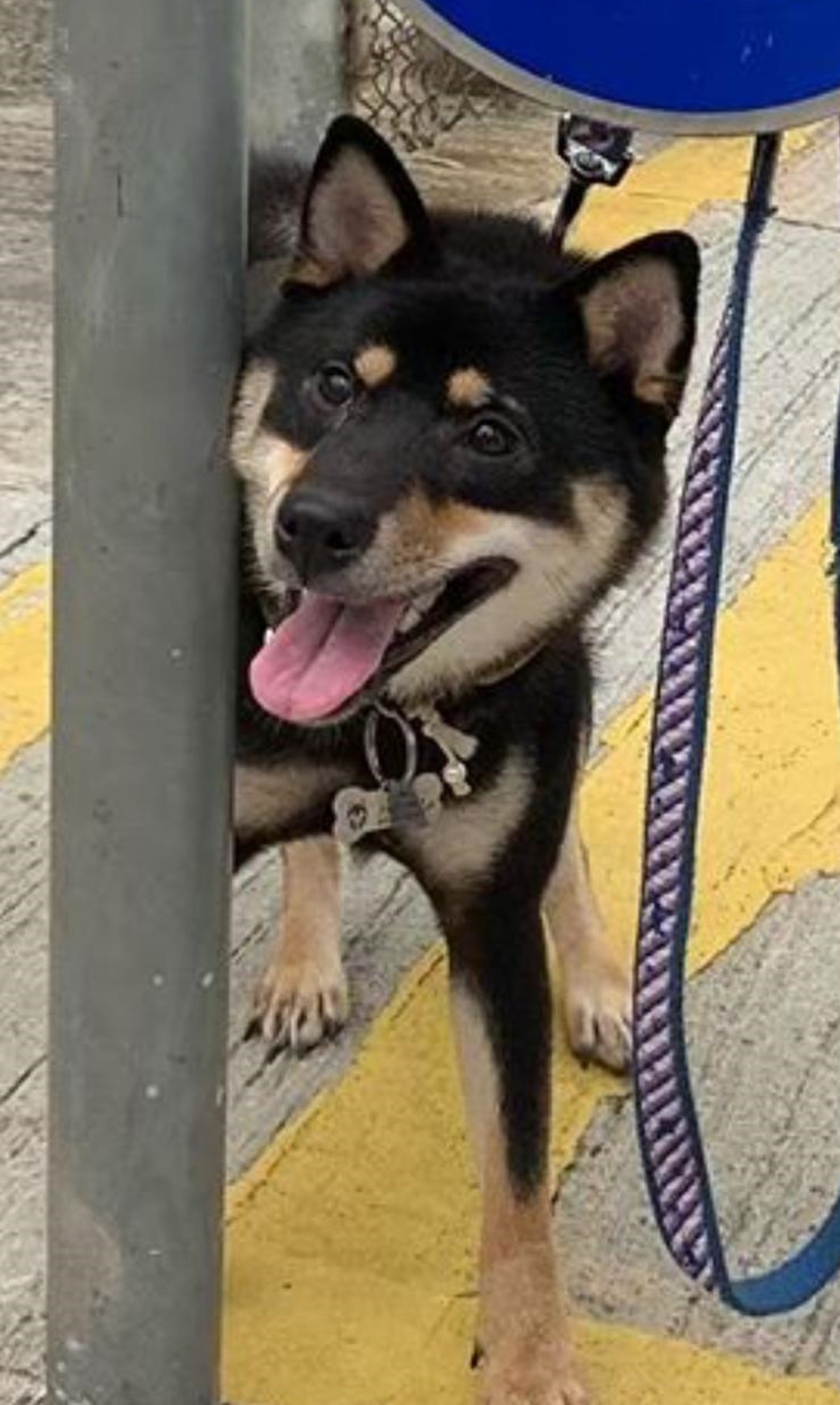 目前亦未有市民能為她提供準確的消息,「有市民見到類似嘅,但都唔肯定係唔係Hajimei。」(受訪者提供) 目前亦未有市民能為她提供準確的消息,「有市民見到類似嘅,但都唔肯定係唔係Hajimei。」(受訪者提供)