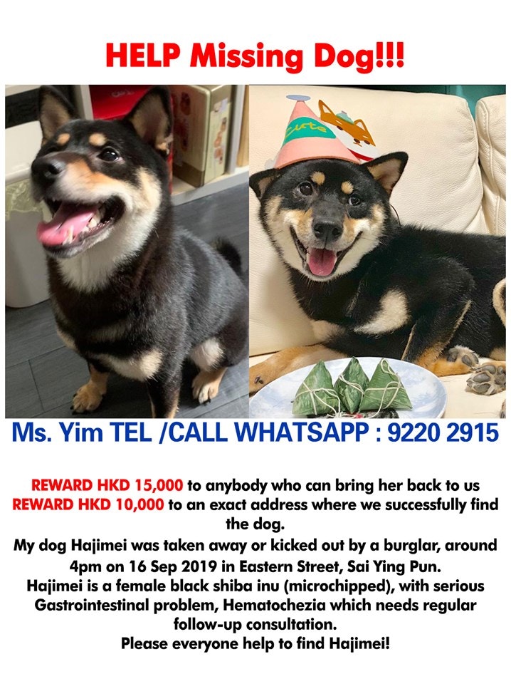 嚴小姐希望好心人幫忙盡快尋回愛犬。(受訪者提供) 嚴小姐希望好心人幫忙盡快尋回愛犬。(受訪者提供)